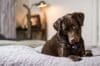 labrador puppygids