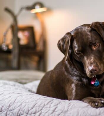 labrador puppygids