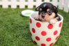 pup voorbereiden