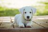 puppybezitter in spe